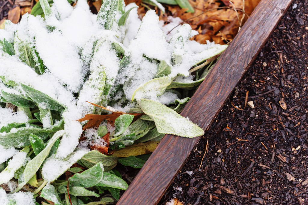 how to save your landscaping dallas, tx winter freeze